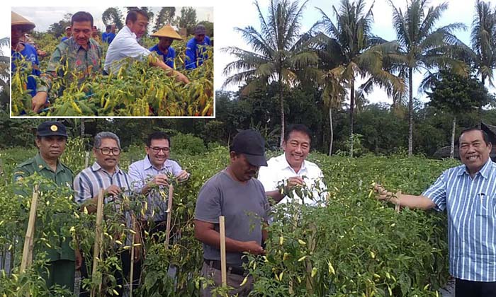 Dirjen Hortikultura Usulkan HPP untuk Cabai, Jaga Motivasi Petani Tingkatkan Produksi